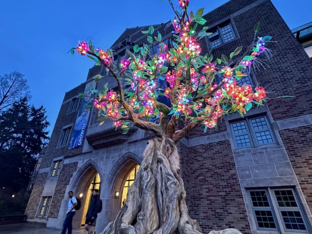 Tech-Infused Tree Brightens University of Washington Campus