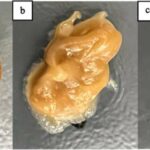 Soy Biodiesel Waste Transformed for Sustainable 3D Printing